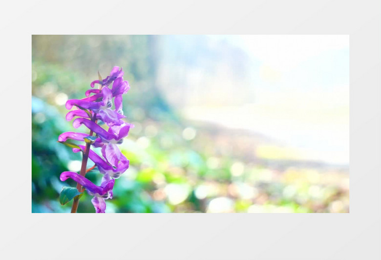 紫色的花朵在风中飘动实拍视频素材