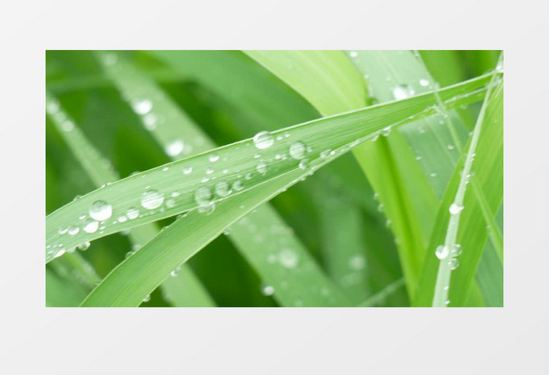 清晨绿色植物上晶莹剔透的露水实拍视频素材