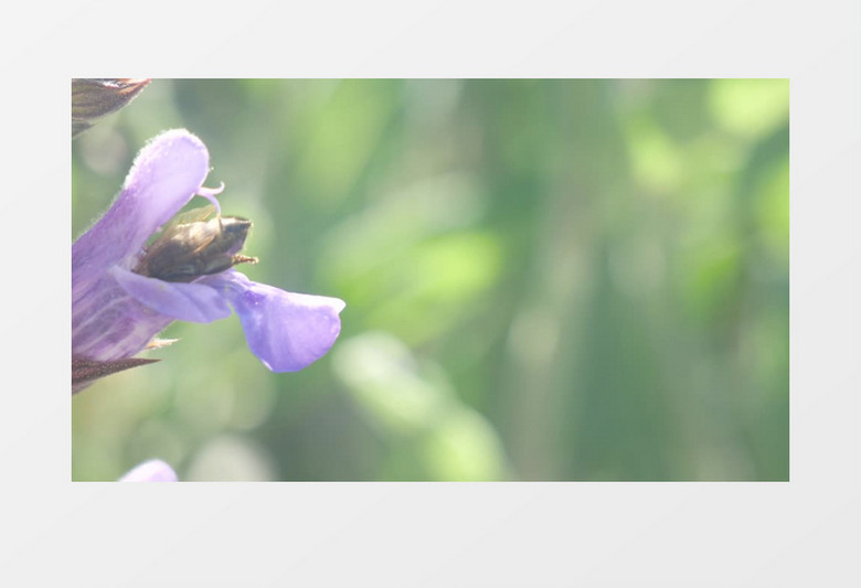 蜜蜂钻进紫色的花朵中采蜜实拍视频素材
