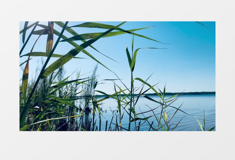 平静的湖边有绿色的芦苇实拍视频素材