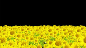 万里花海透明通道背景视频素材下载 Mp4格式 熊猫办公