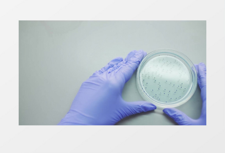 医生在观察培养皿样本实拍视频素材