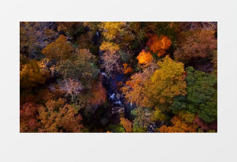 航拍秋天的森林有河流实拍视频