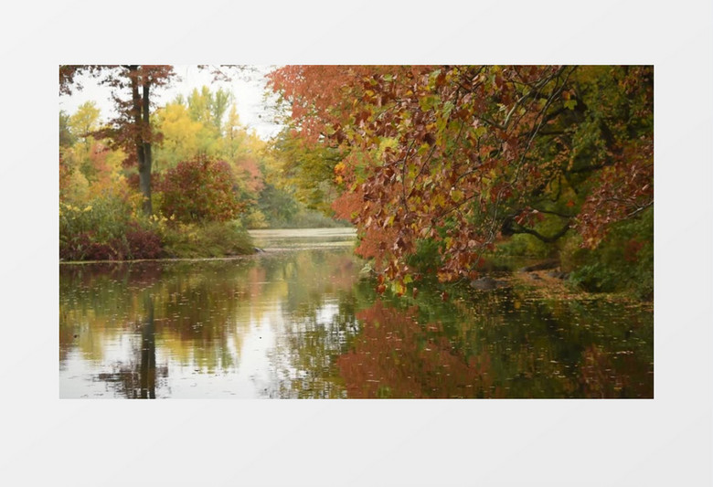 秋天湖边的树丛实拍视频