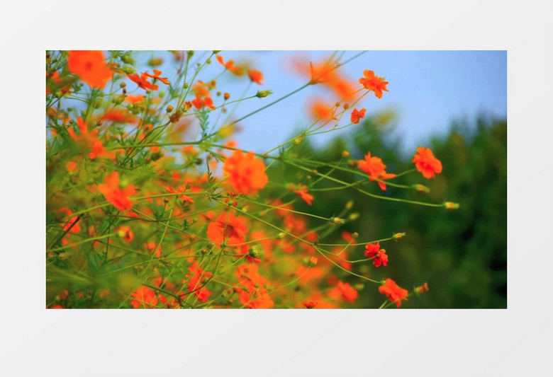 美丽的红色小花实拍视频