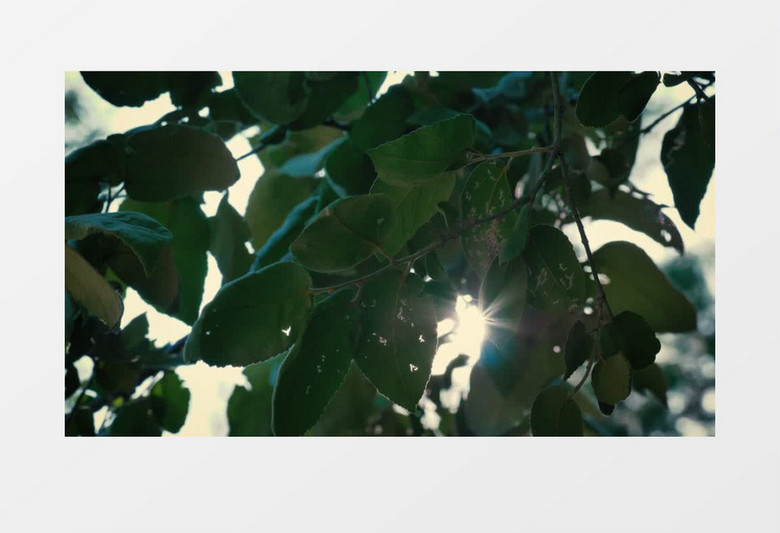 实拍树叶中间的炫彩阳光实拍视频素材