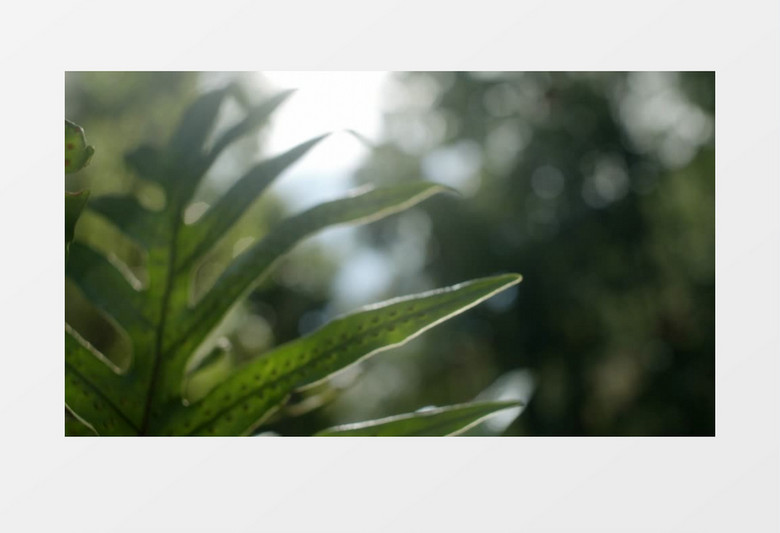 高清实拍阳光下绿叶在风中摇曳视频素材