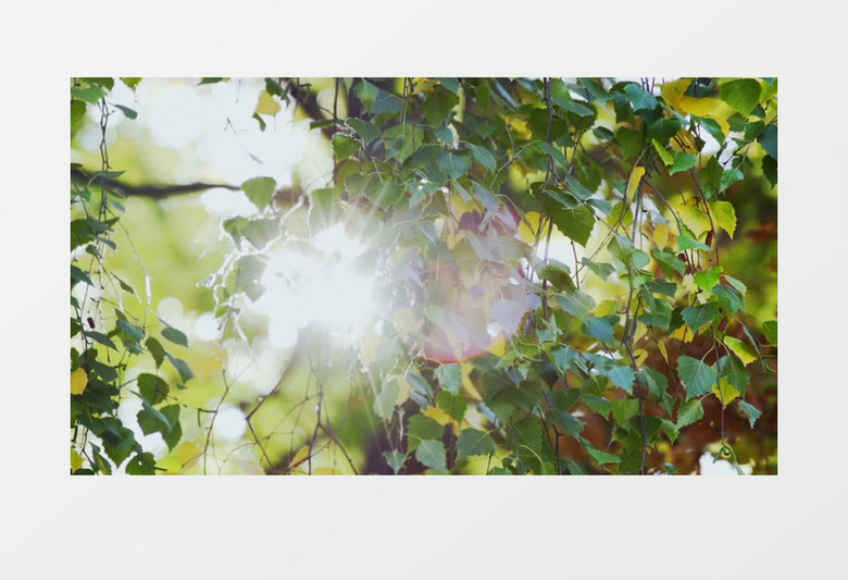 树丛中绿叶在阳光下摇曳实拍视频素材