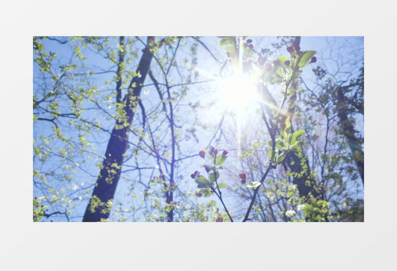 实拍阳光照在初春的森林中实拍视频素材