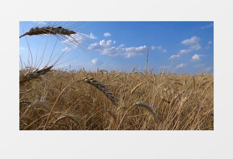 蓝天下成熟的麦田实拍视频素材