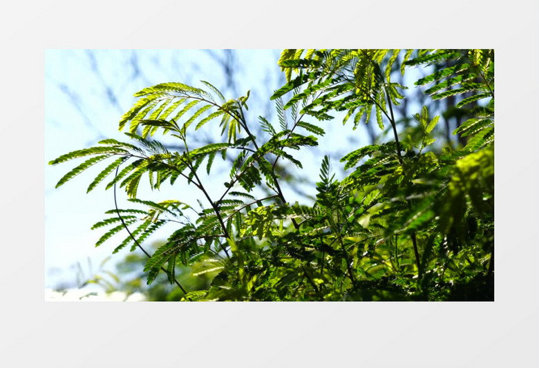 在风中摇晃的树叶实拍视频素材