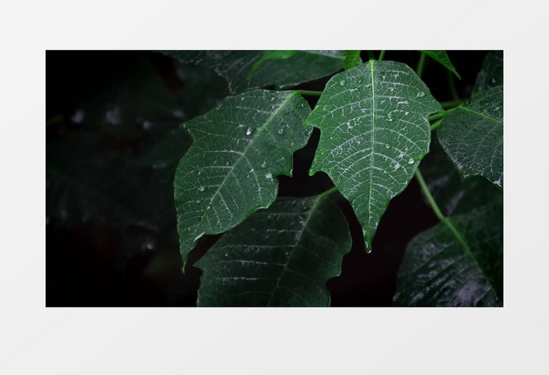 雨后挂着雨滴的树叶实拍视频素材