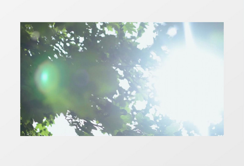 在树丛中拍摄正午的阳光实拍视频素材