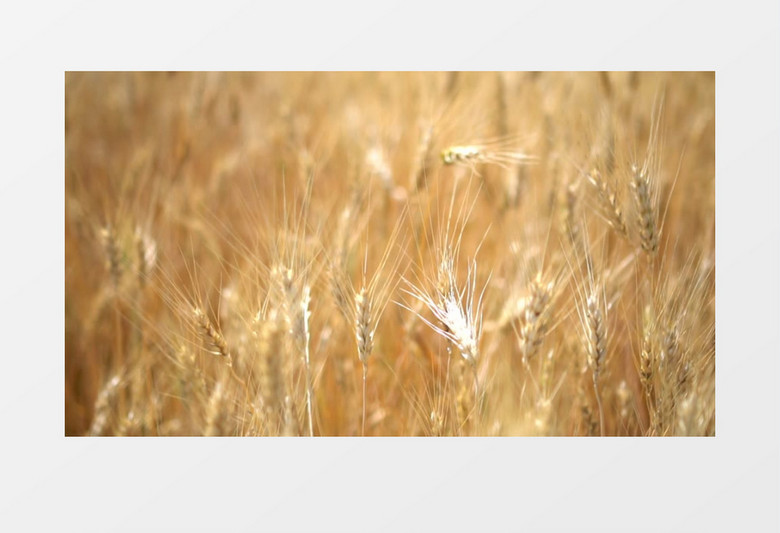 高清实拍成熟的麦穗实拍视频素材