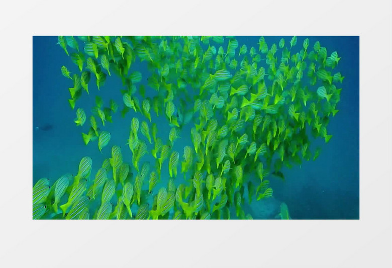 海底成群游动的绿色的小鱼实拍视频素材