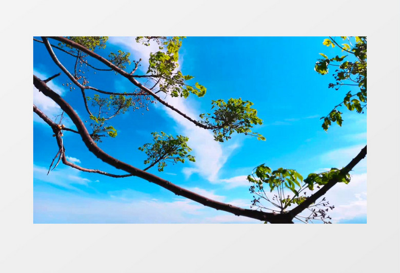 高清实拍蓝天下随风飘动的树实拍视频素材