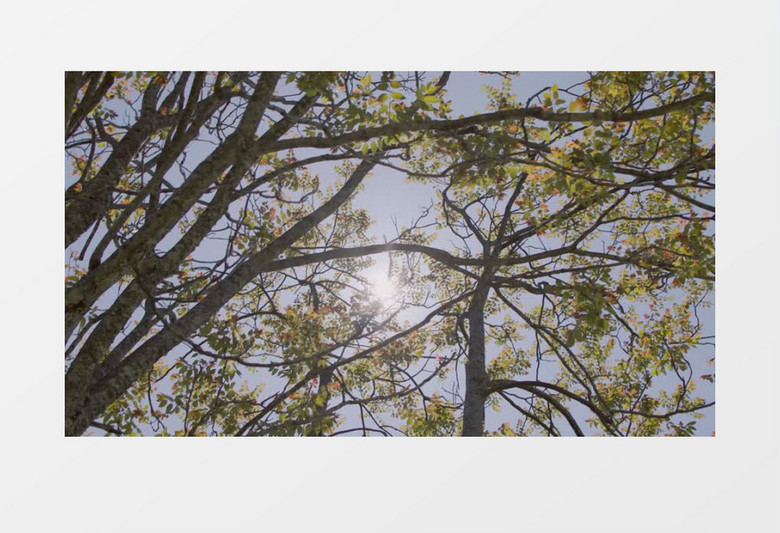 高清实拍阳光照射在树木上视频视频素材