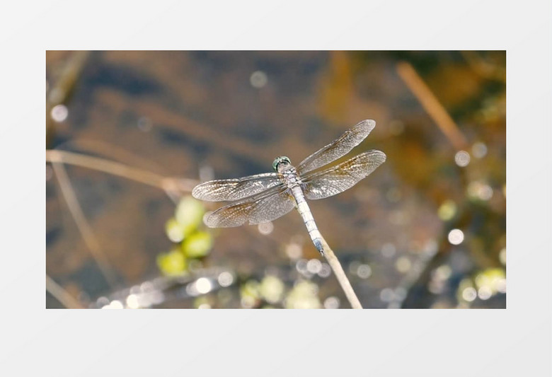 蜻蜓站在树枝上实拍视频素材