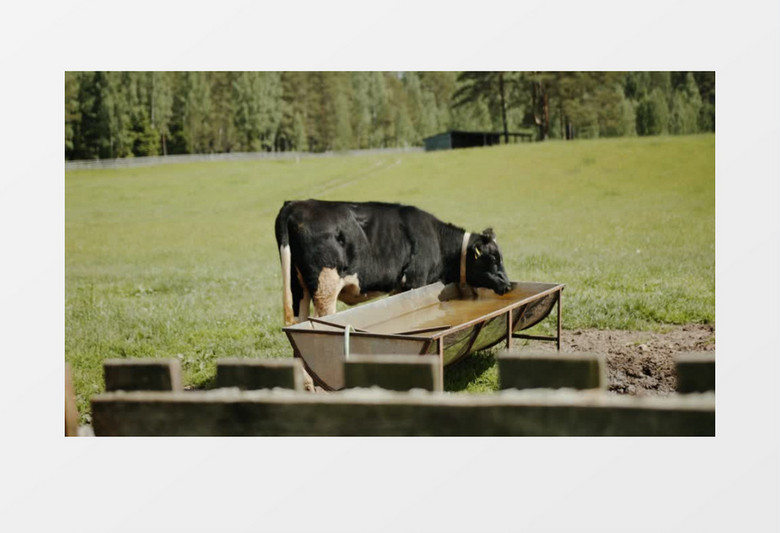 大黑牛在水槽喝水实拍视频素材