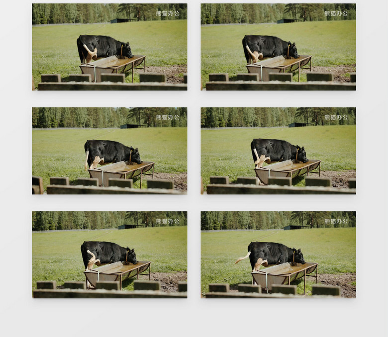 大黑牛在水槽喝水实拍视频素材下载 Mp4格式 熊猫办公