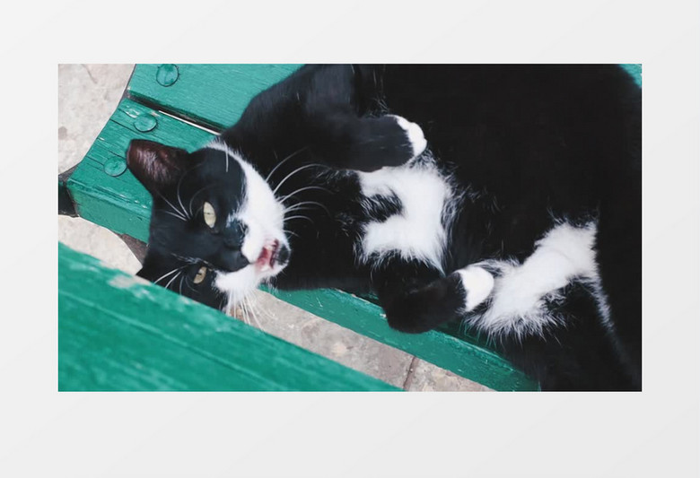 黑白相间的猫躺在椅子上打哈欠实拍视频素材