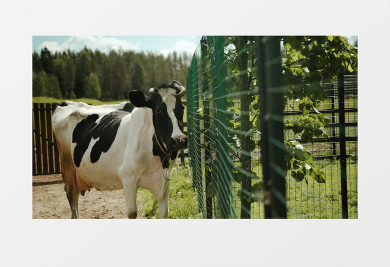 奶牛站在围栏边张望实拍视频素材