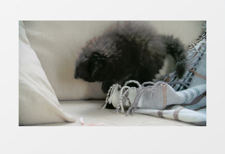 小黑猫在玩窗帘上的穗实拍视频素材