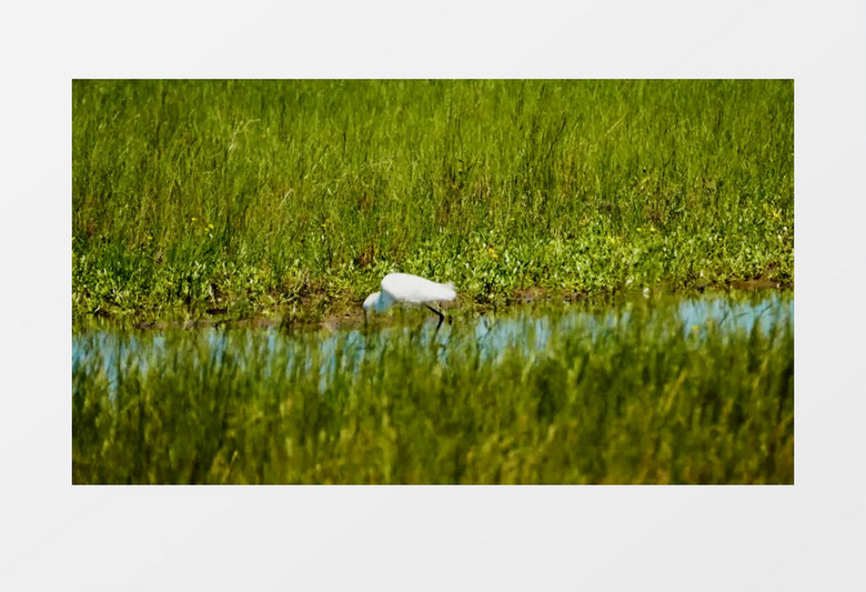 一只鹭鸶鸟在水边行走实拍视频素材