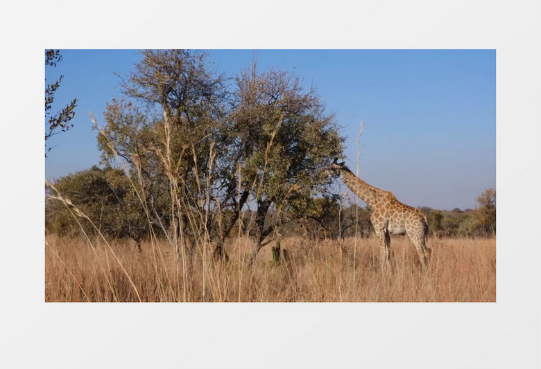长颈鹿在郊外的树上吃树叶实拍视频素材