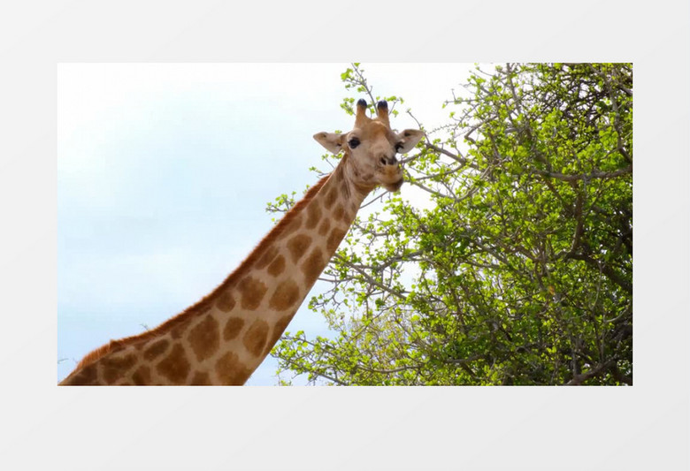 长颈鹿在吃树枝上的树叶实拍视频素材