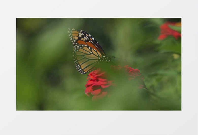 小蝴蝶趴在红色的花上觅食实拍视频素材