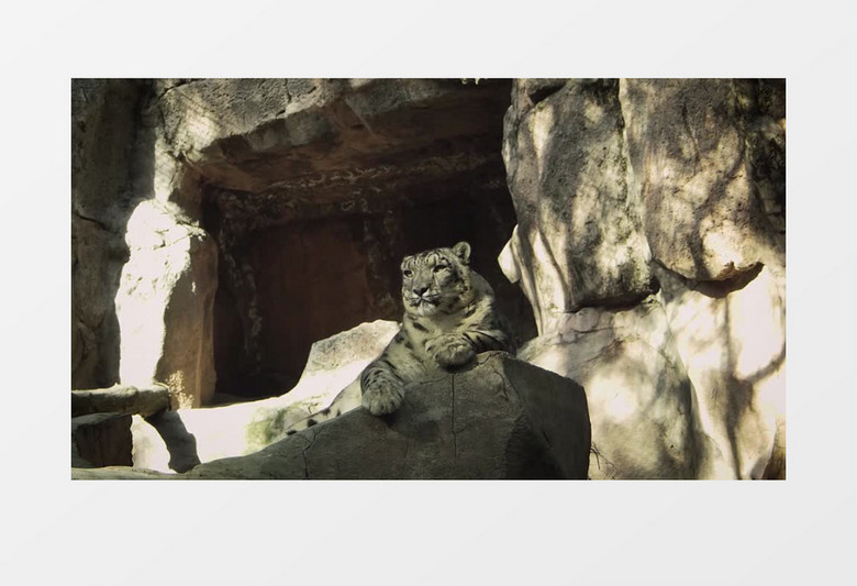 豹子趴在石头上晒太阳实拍视频素材