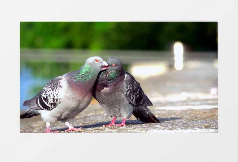 两只小鸟在打架整理自己的羽毛实拍视频素材