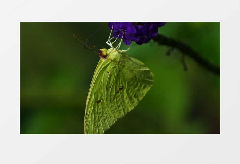 绿色的蝴蝶在紫色的花朵上觅食实拍视频素材
