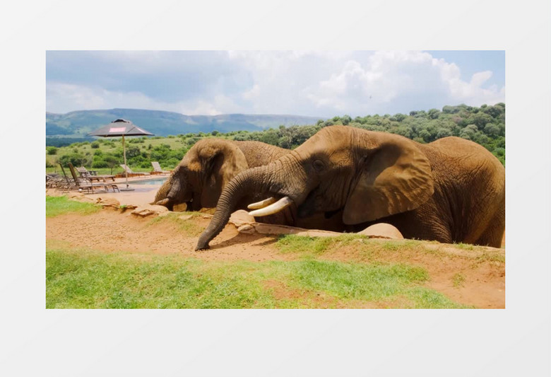 饲养员在给两只大象喂食实拍视频素材