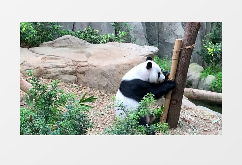 大熊猫在抱着竹子觅食实拍视频素材