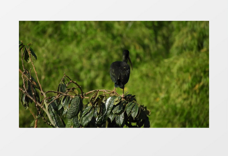 黑色长嘴鸟站在树叶上四处张望实拍视频素材