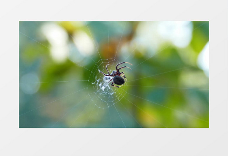 黑色的蜘蛛在结网实拍视频素材