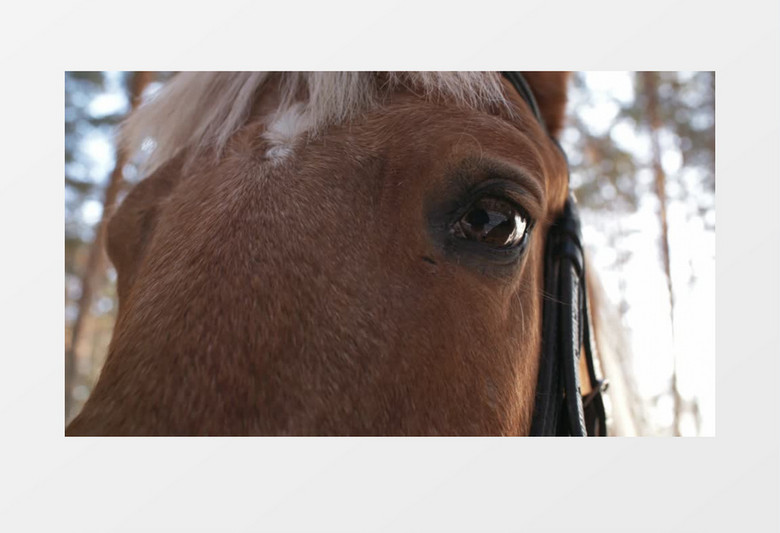 近距离实拍树林里的马棕色的大眼睛实拍视频素材