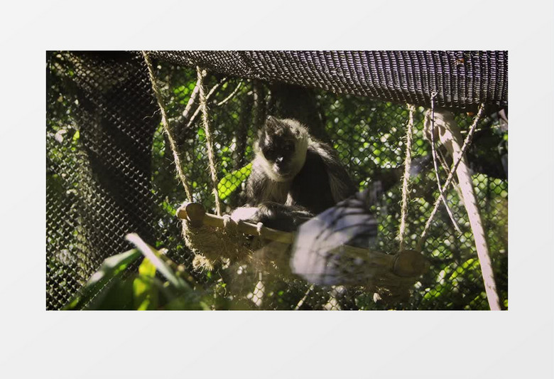 猴子在吊床上坐着实拍视频素材