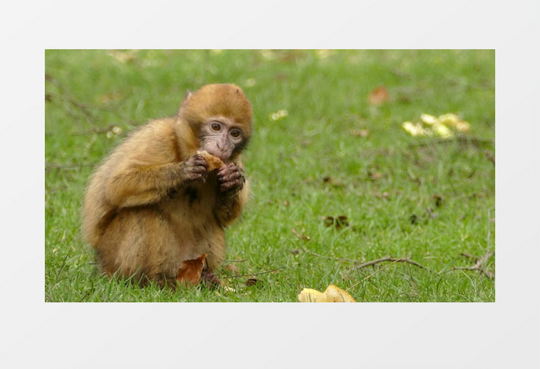 猴子蹲在草地上吃土豆实拍视频素材