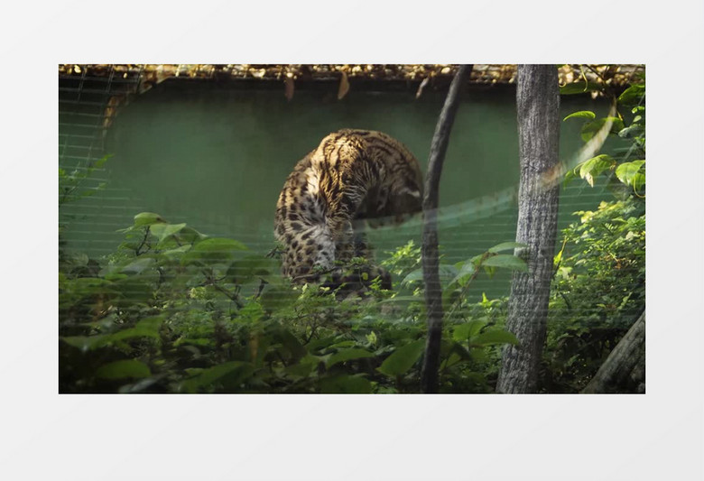 动物园豹子在低头整理自己的毛实拍视频素材