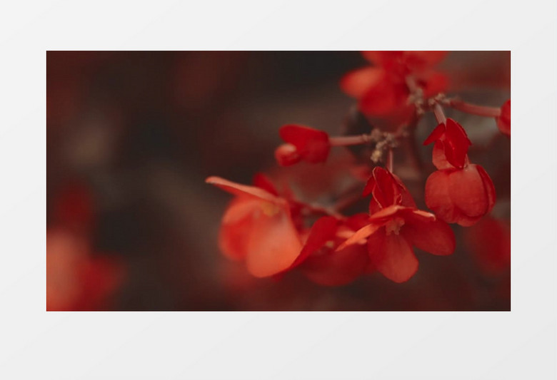 红色的花朵在微微晃动实拍视频素材