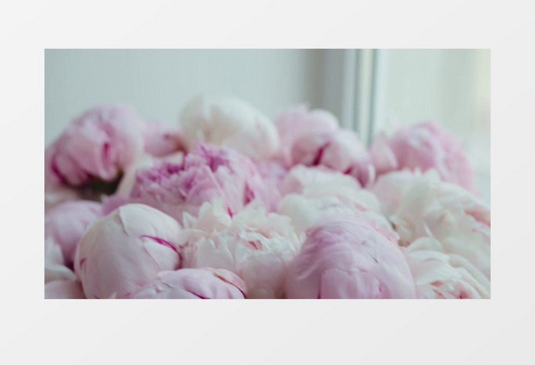 簇拥在一起的粉白色花朵实拍视频素材