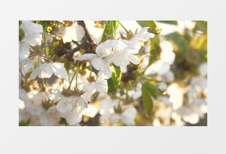绽放在清晨的白色樱桃花实拍视频素材