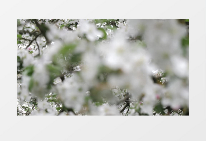 绽放的白色苹果花实拍视频素材