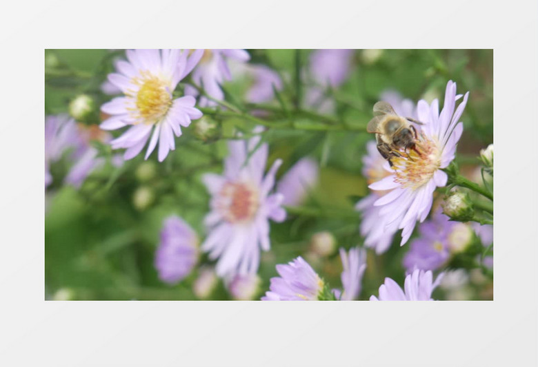 蜜蜂在紫色的雏菊上辛勤采蜜实拍视频素材