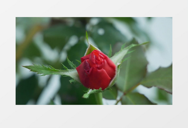 清晨虚实结合拍摄红色的月季花实拍视频素材