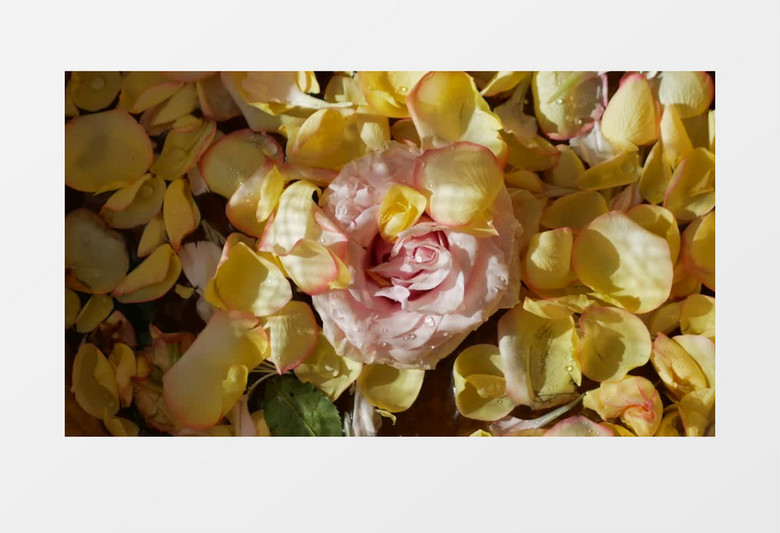 黄色的花瓣包围着粉色的花朵实拍视频素材