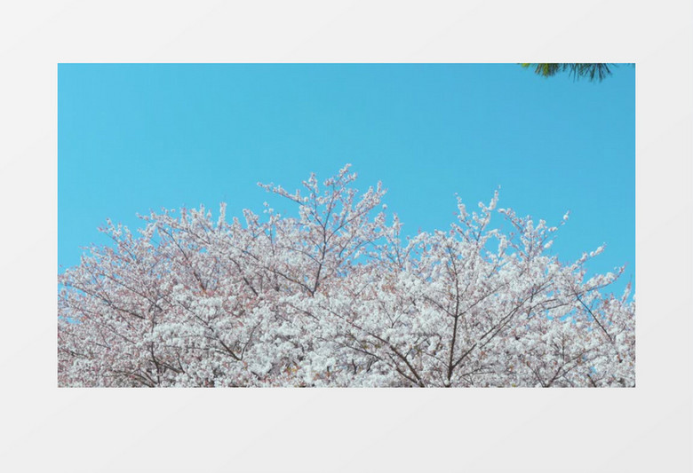 满树开放的美丽樱花实拍视频素材